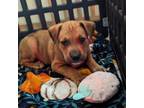 Adopt Clementine a Shepherd, Pit Bull Terrier