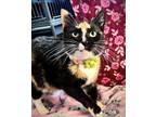 Adopt Patience a Calico