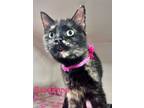 Adopt Roseanne a Domestic Short Hair