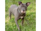 Adopt Jamie a Pit Bull Terrier