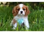 UVB Cavalier King Charles Spaniel Puppies Available