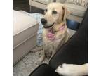 Adopt Sandy a Yellow Labrador Retriever