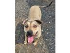 Adopt 2529 a Black Mouth Cur