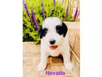 Adopt Nevada a Miniature Poodle, Great Pyrenees