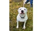 Adopt Princess a American Staffordshire Terrier