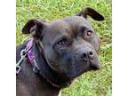 Adopt Ellie a American Staffordshire Terrier, Mixed Breed