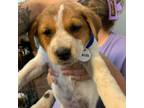 Adopt Namira a Beagle, Mixed Breed