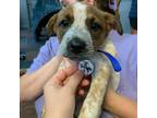 Adopt Dibella a Beagle, Mixed Breed
