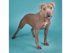 Adopt Jewel a Staffordshire Bull Terrier, Mixed Breed