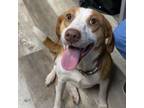 Adopt Maggie a Hound, Mixed Breed
