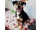 Adopt Tequila Rose a Mixed Breed