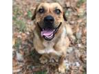 Adopt M&M a Mixed Breed