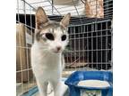 Adopt Mai Tai a American Shorthair