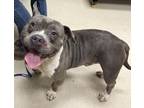 Adopt 18842 a Pit Bull Terrier
