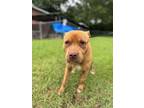 Adopt Fenn a Pit Bull Terrier, Mixed Breed