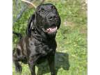Adopt Girdler a Black Labrador Retriever