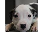 Adopt Lets Get It Started a Pit Bull Terrier