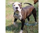 Adopt Buster a Pit Bull Terrier