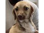 Adopt Porkchop a Beagle, Mixed Breed