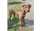 Adopt Fiddle a Labrador Retriever, Mixed Breed