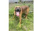 Adopt Tator a Black Mouth Cur, Mixed Breed