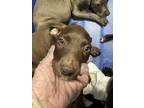 Adopt Vermax a Labrador Retriever, Mixed Breed