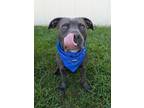 Adopt Atticus a Pit Bull Terrier, Mixed Breed