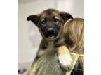 Adopt Keats a German Shepherd Dog, Mixed Breed