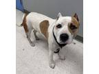 Adopt Sparky a Pit Bull Terrier, Mixed Breed