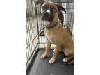 Adopt Russell a Terrier, Mixed Breed