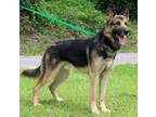 Adopt Luch 39663 a German Shepherd Dog