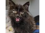 Adopt Stormy a Domestic Long Hair