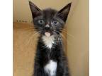 Adopt Government Cheese a Domestic Short Hair