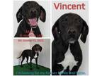 Adopt Vincent a Labrador Retriever, Mixed Breed