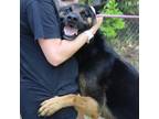 Adopt Geronimo Max a German Shepherd Dog