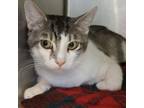 Adopt french fry a Domestic Short Hair