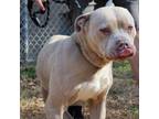 Adopt Rifle a Pit Bull Terrier