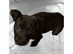 Adopt Romulus a Pit Bull Terrier