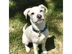 Adopt Bucky a Mixed Breed