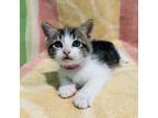 Adopt (Hold) Turtle Pecan a Domestic Short Hair