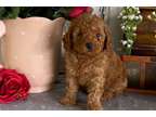 HHH Toy Poodle Puppies Available