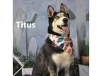 Adopt Titus a Siberian Husky