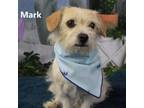 Adopt Mark a Terrier, Mixed Breed