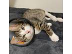 Adopt Squirrel a Domestic Short Hair