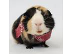 Adopt Jeffrey a Guinea Pig