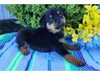 IGJ Rottweiler Puppies Available