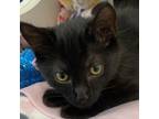 Adopt Squid a Domestic Short Hair