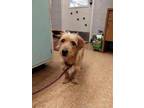 Adopt Pedro a Terrier, Mixed Breed