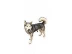 Adopt Palomo a Husky, Mixed Breed