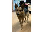 Adopt Rex a German Shepherd Dog, Mixed Breed